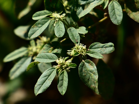 {Croton lindheimerianus}
